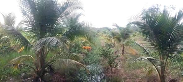 Giá Tốt! Bán 1000m² Đất Lúa Mặt Tiền Tại Hướng Thọ Phú, TP Tân An, Chỉ 2.1 Tỷ